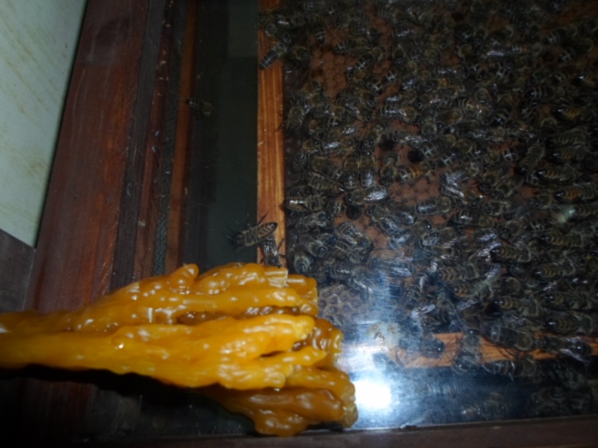 Spotkanie z pszczelarzem